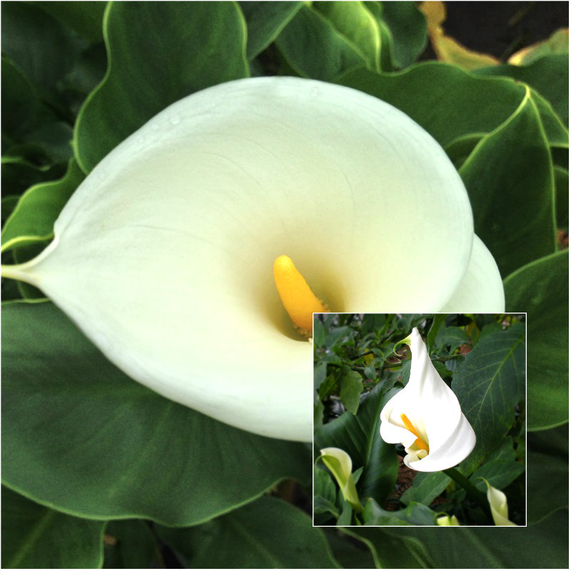 lily